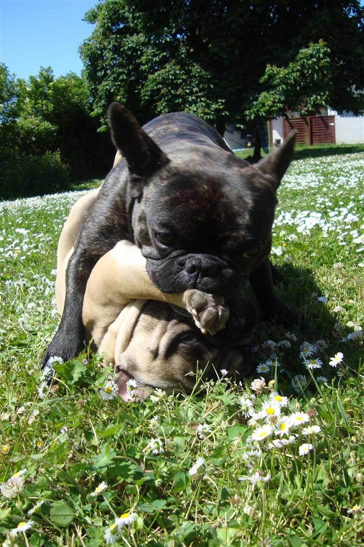 Fransk bulldog Joey billede 9