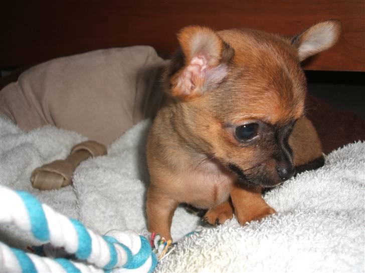 Chihuahua Justin - Lillebitte Justin på 8 uger.. billede 5