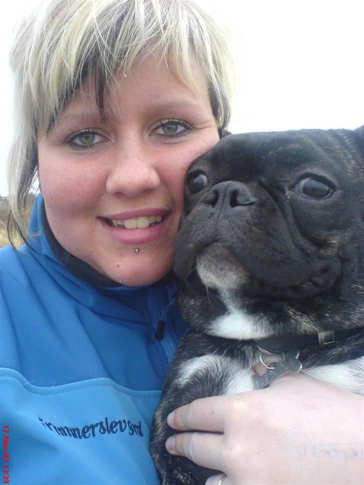 Fransk bulldog Joey - 8 måneder gammel. billede 10