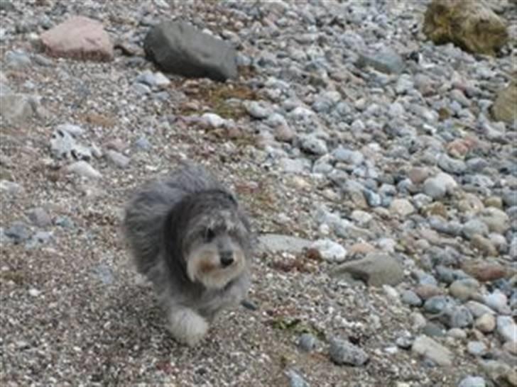 Blanding af racer Laura (Bamse) billede 5