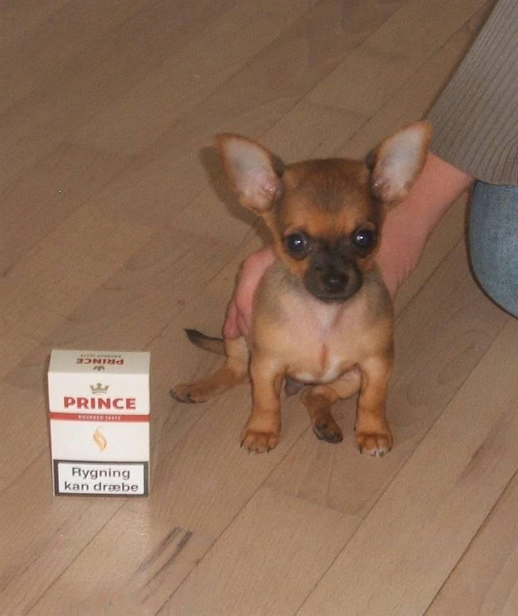 Chihuahua Justin - Jusin 9 uger gammel... :o) billede 6