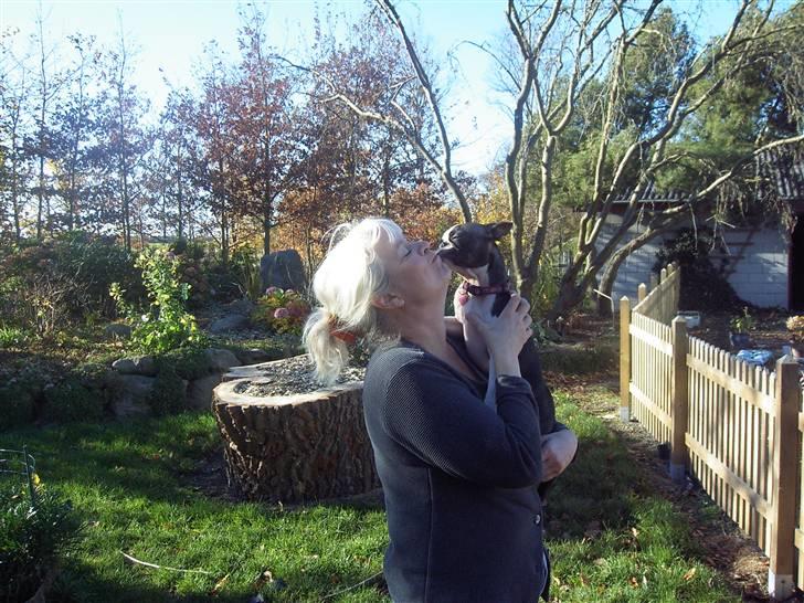 Boston terrier Flora - Jeg er en rigtig Kysse-Prinsesse.... billede 15