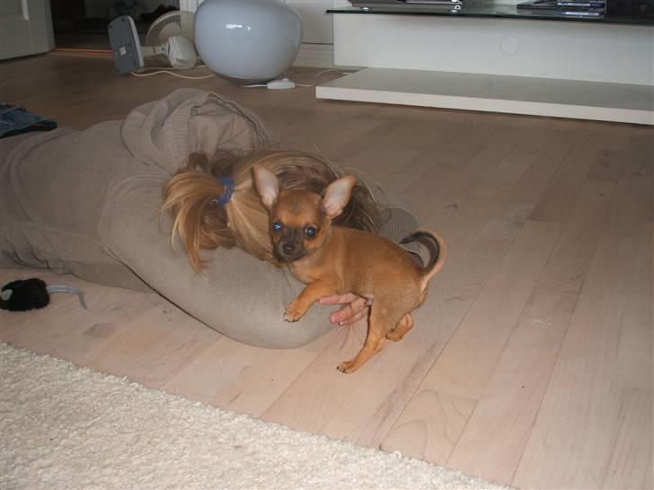 Chihuahua Justin - Justin leger med sin mor :o) billede 7