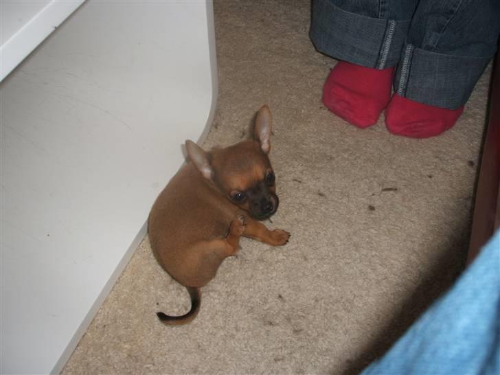 Chihuahua Justin billede 8