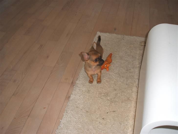 Chihuahua Justin billede 9