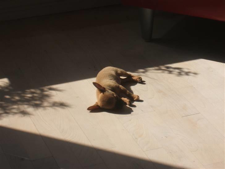 Chihuahua Justin - Ligger og slapper i solen...! billede 10