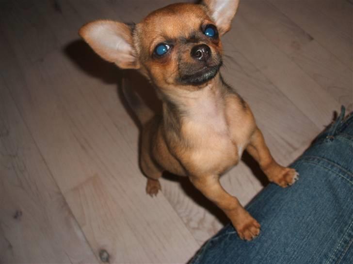 Chihuahua Justin billede 11