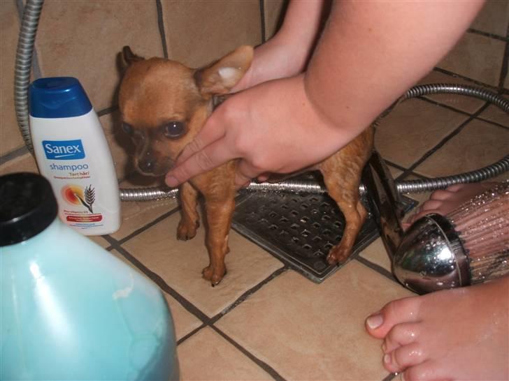 Chihuahua Justin - Justin´s første bad.. billede 12