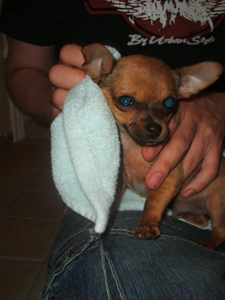 Chihuahua Justin - Bliver tørret af far.. billede 13