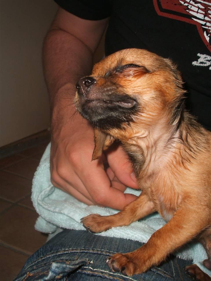 Chihuahua Justin - Uhh... skal ha´ rystet al vandet af.. billede 14