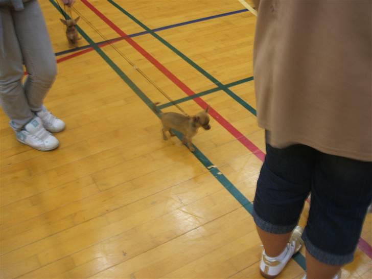 Chihuahua Justin - Justin´s første hundeudstilling.. billede 15