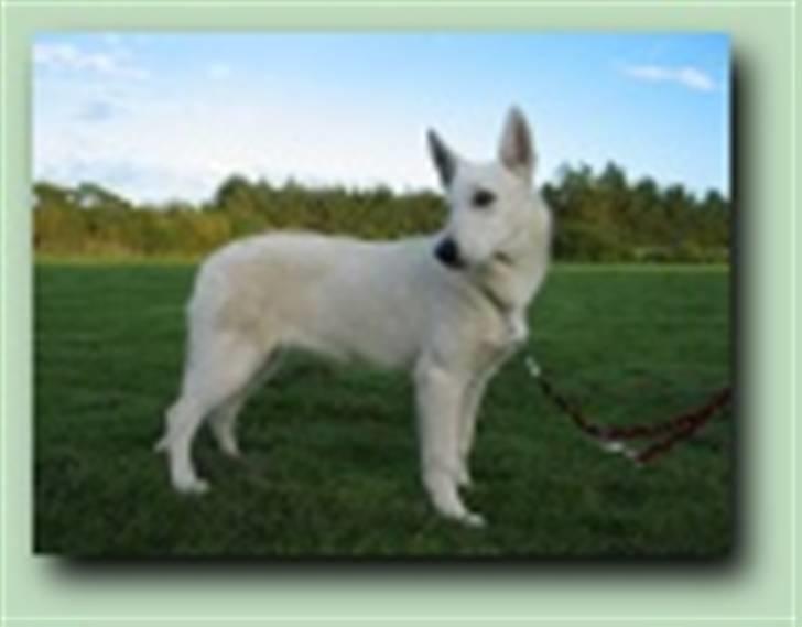 Hvid schæfer Tinka`s Laika billede 9