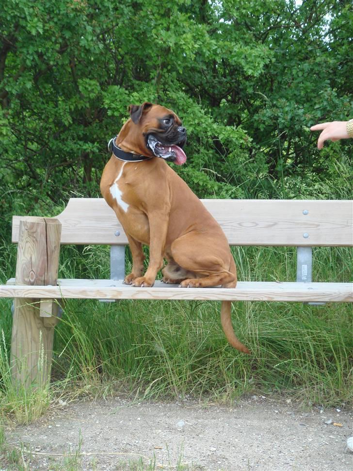 Boxer Aron R.I.P billede 10