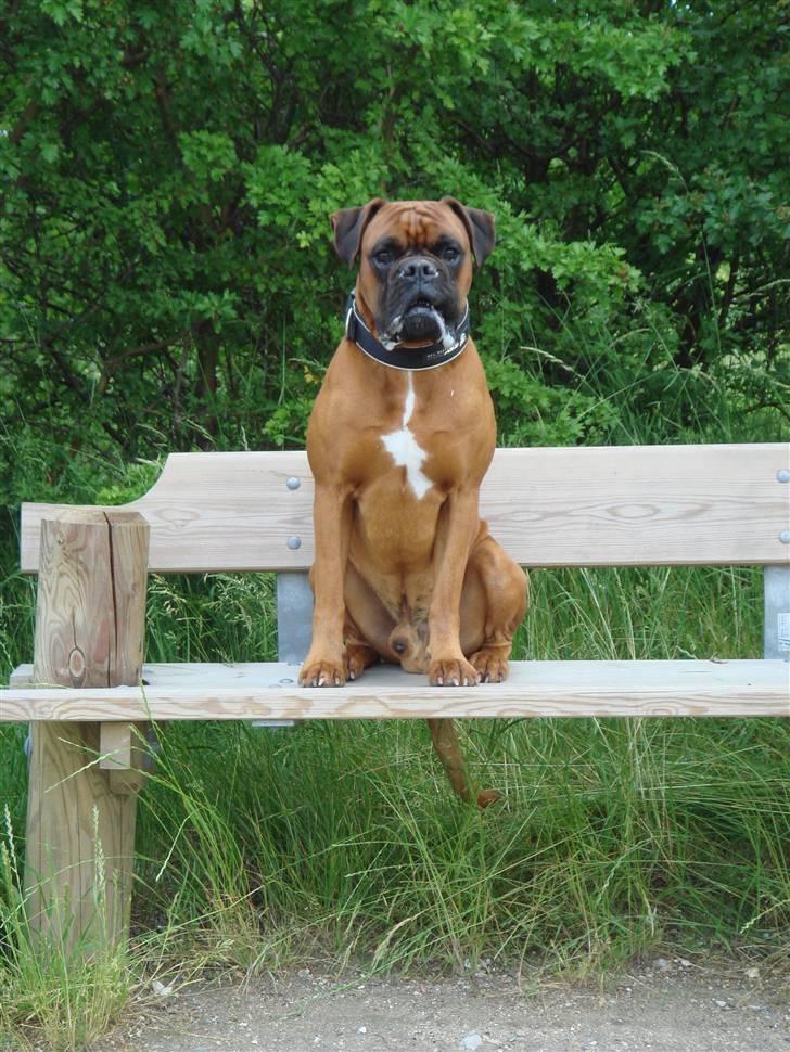 Boxer Aron R.I.P billede 11