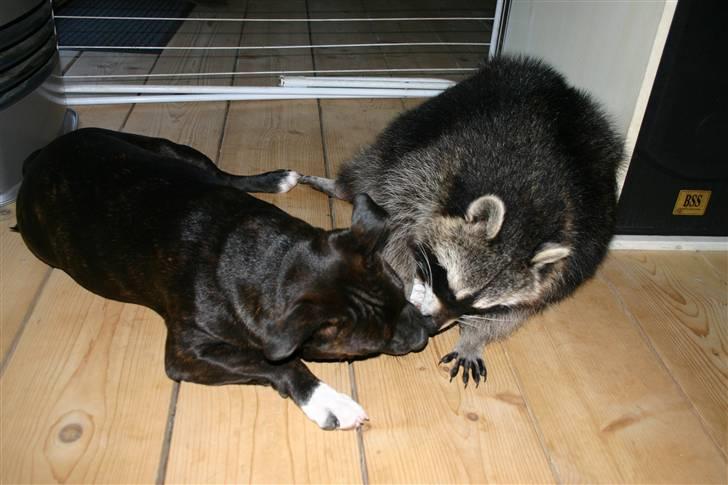 Staffordshire bull terrier Jason DKCH - Jason med sin storebror,vaskebjørnen jesse james billede 2