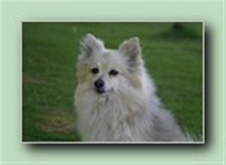 Pomeranian Nicole - Nicole...modtager ikke udfordringer..... billede 1