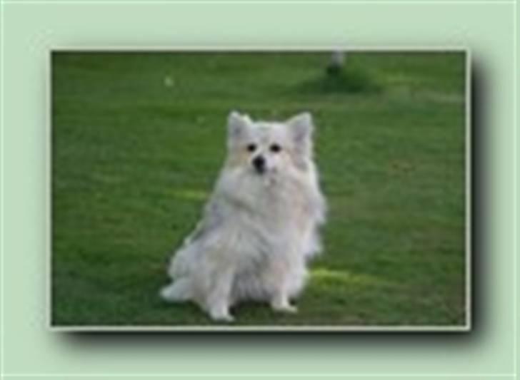 Pomeranian Nicole billede 2