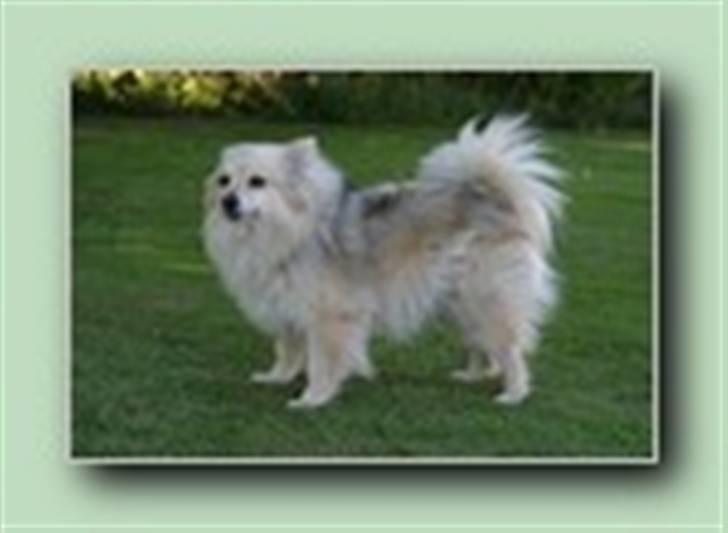 Pomeranian Nicole billede 3