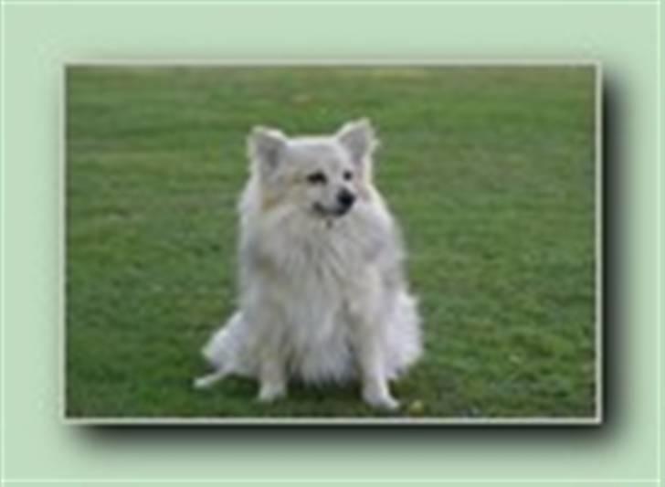 Pomeranian Nicole billede 4