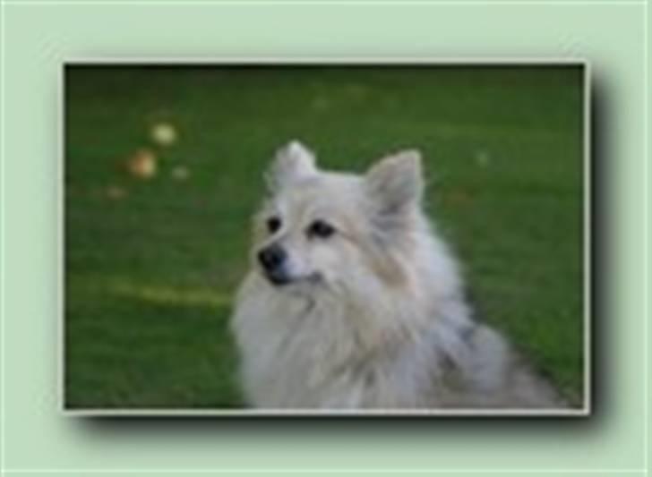 Pomeranian Nicole billede 5