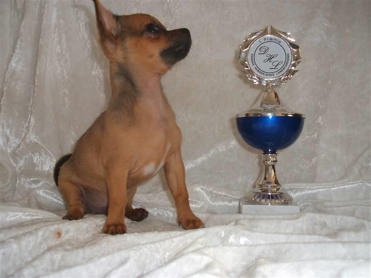 Chihuahua Justin - Justin´s første pokal.. billede 16
