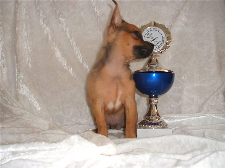 Chihuahua Justin - Eeeeelsker min pokal.. :o) billede 17