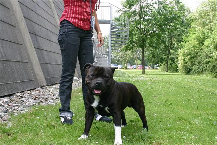 Staffordshire bull terrier Jason DKCH - udstilling i hårlev d.17-06-2007,jason får sit første cert. billede 5