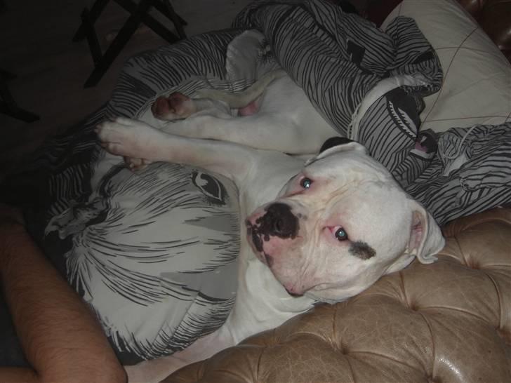 Amerikansk bulldog Østergaard's Frank Zappa - Både egen sofa og dyne, det går godt. billede 2
