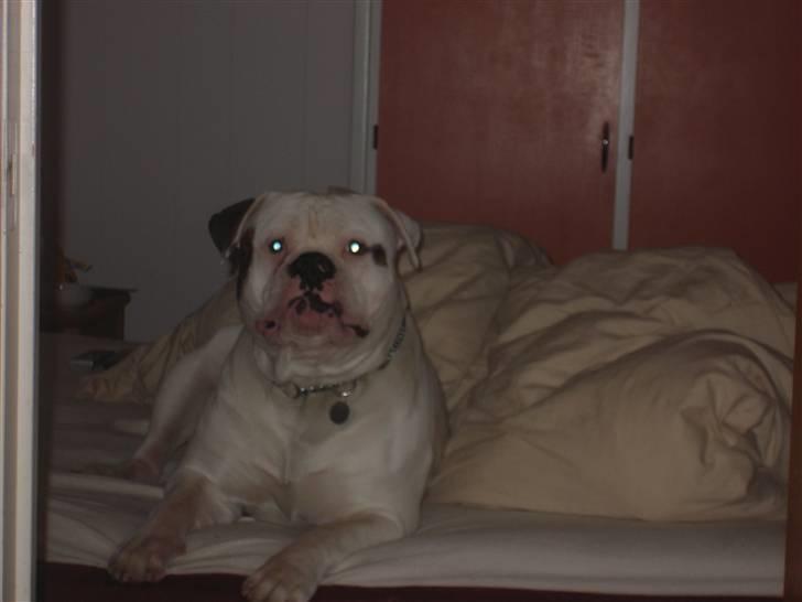 Amerikansk bulldog Østergaard's Frank Zappa - UPS!! Opdaget. billede 4