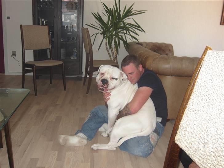 Amerikansk bulldog Østergaard's Frank Zappa - Mig og min bedste ven, Dan. billede 5