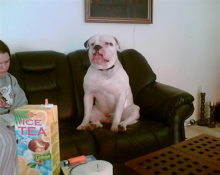 Amerikansk bulldog Østergaard's Frank Zappa - Dårlig vinkel, far. billede 6