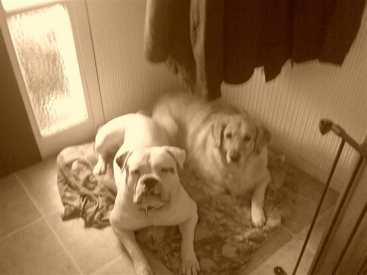 Amerikansk bulldog Østergaard's Frank Zappa - Mig og min "søster" Maggie. billede 7