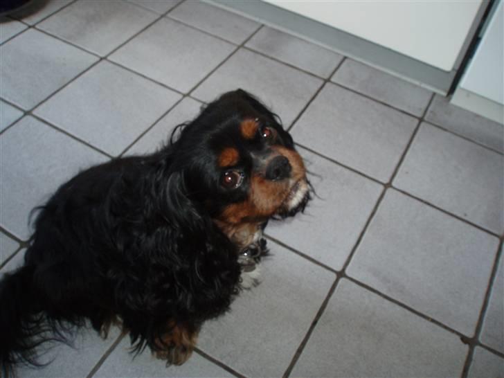 Cavalier king charles spaniel Sofus - Hvad nu... billede 14