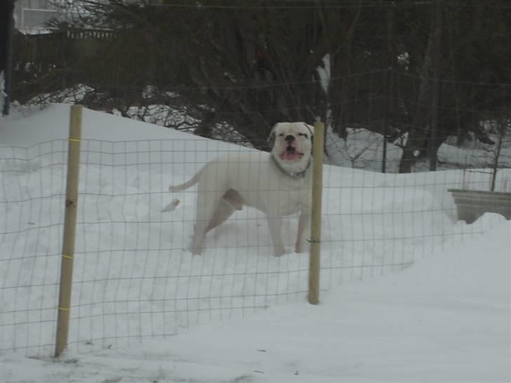 Amerikansk bulldog Østergaard's Frank Zappa - Mon der kommer nogen?? billede 8