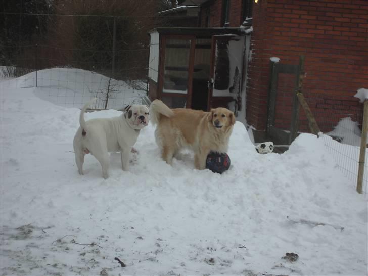Amerikansk bulldog Østergaard's Frank Zappa - Hjælp mig, jeg må ikke låne bolden billede 9