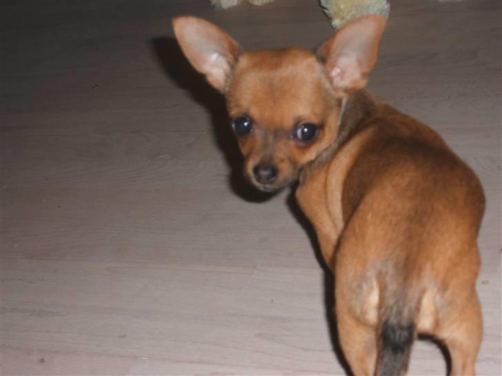 Chihuahua Justin - Justin som han ser ud nu :o) billede 18