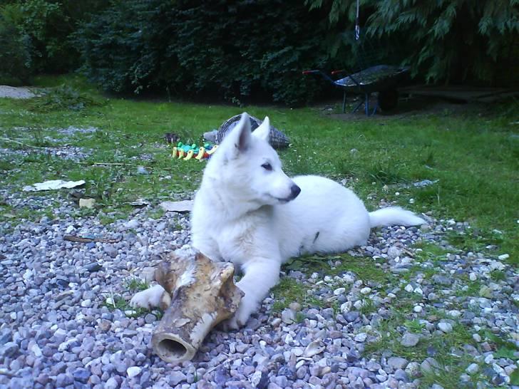 Blanding af racer Sika greenie - lækker lækker! billede 1