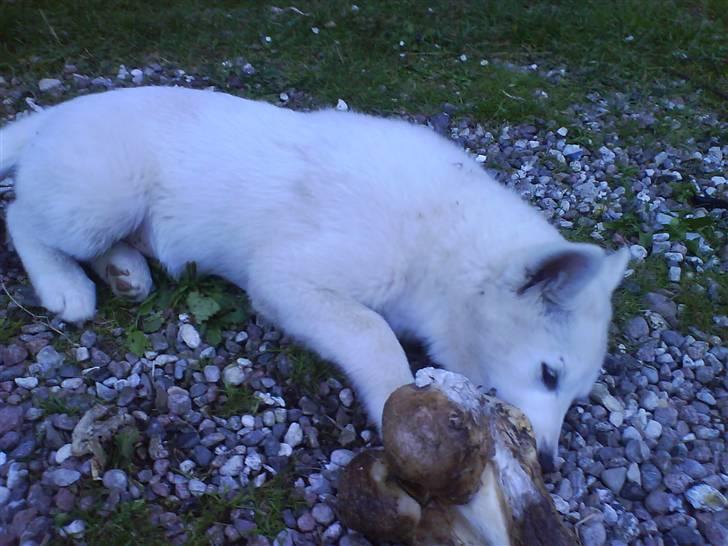 Blanding af racer Sika greenie - guffe guf! billede 2