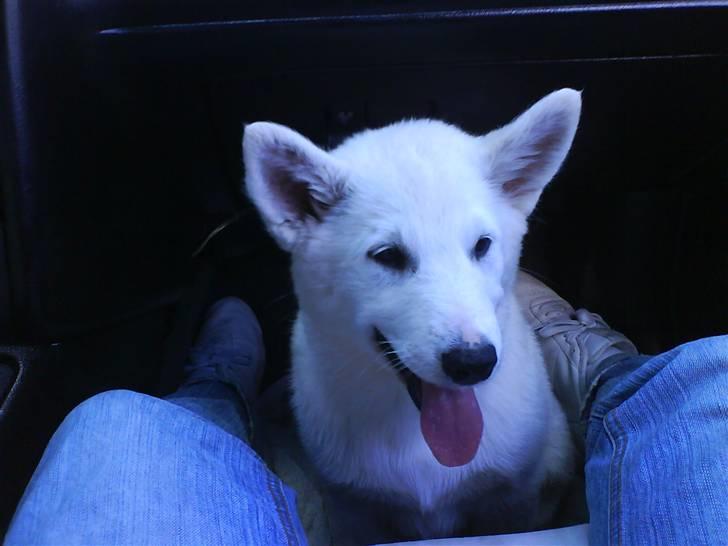 Blanding af racer Sika greenie - på vej til sit nye hjem! billede 3