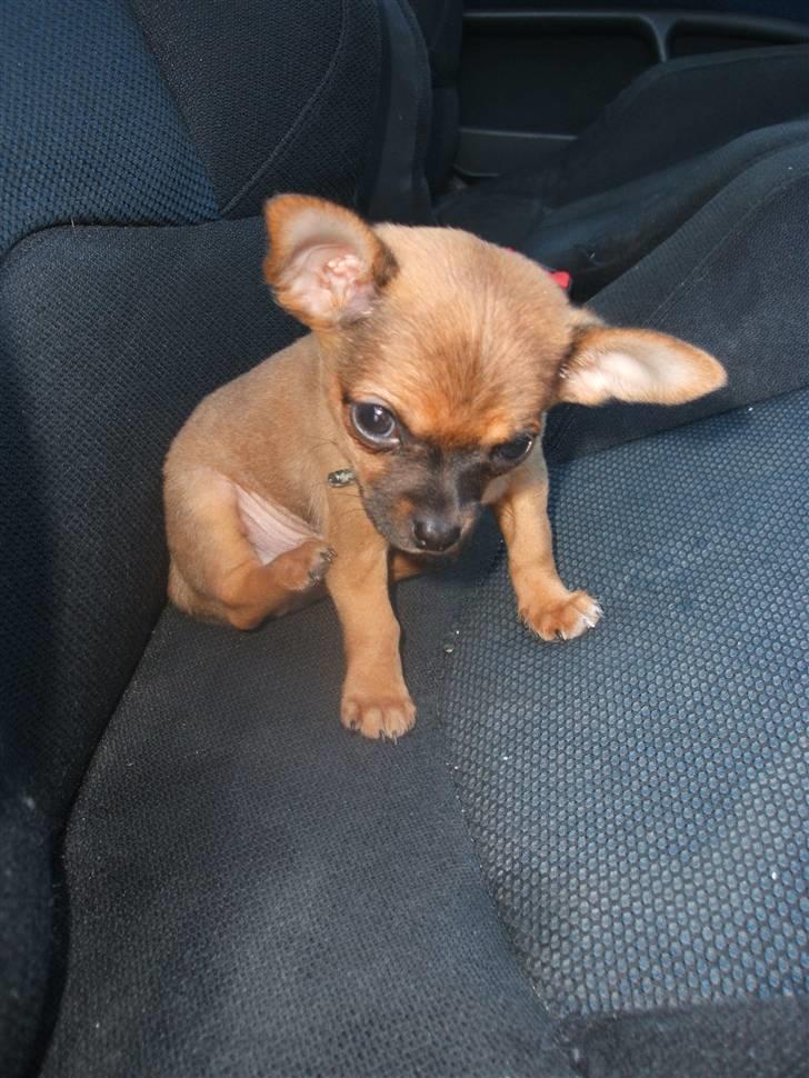 Chihuahua Justin - Sidder i bilen.. billede 19