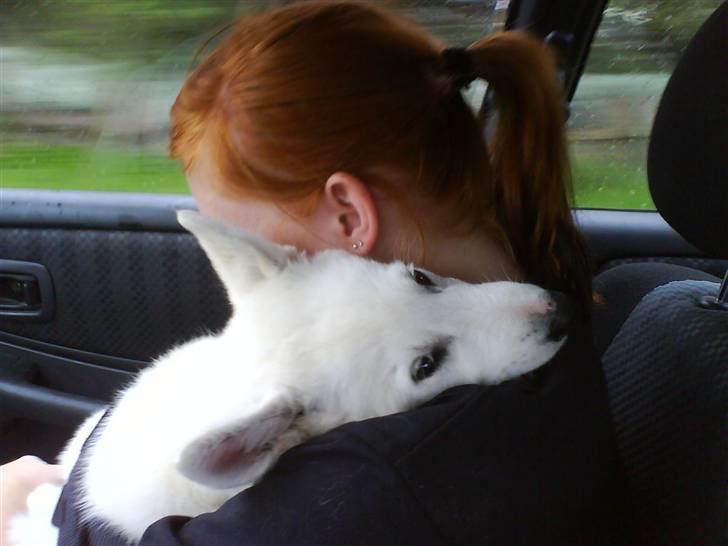 Blanding af racer Sika greenie - putte hos mor... billede 4