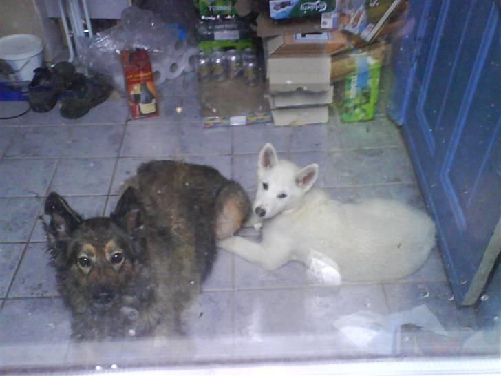 Blanding af racer Sika greenie - tøsen og sika (mor står og banker på ruden!) billede 5