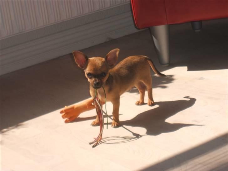 Chihuahua Justin - Leger lige... billede 20