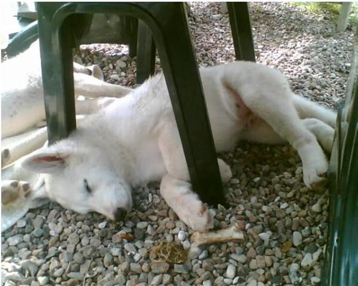 Blanding af racer Sika greenie - tager lige en lur! billede 6