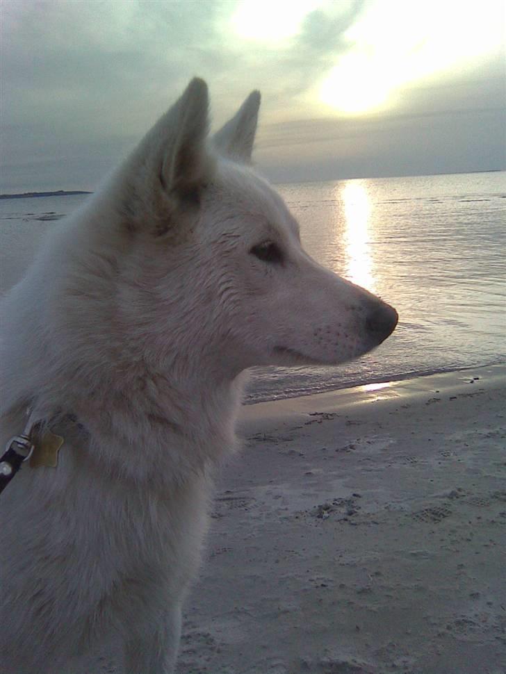 Blanding af racer Sika greenie - se hvor smuk  jeg er ! billede 7