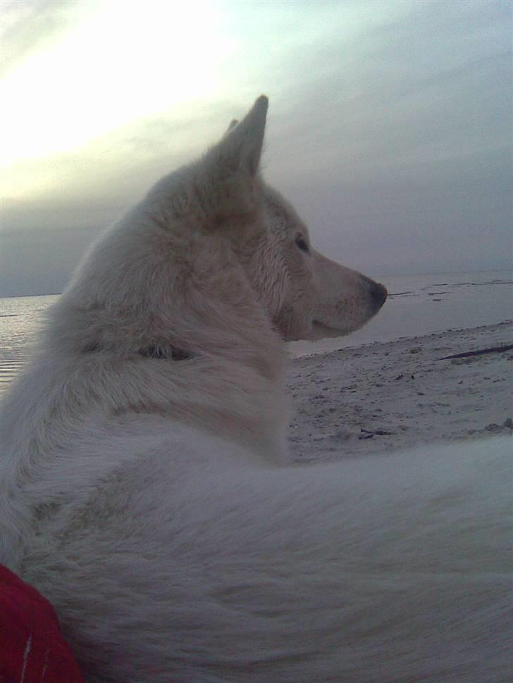 Blanding af racer Sika greenie billede 8