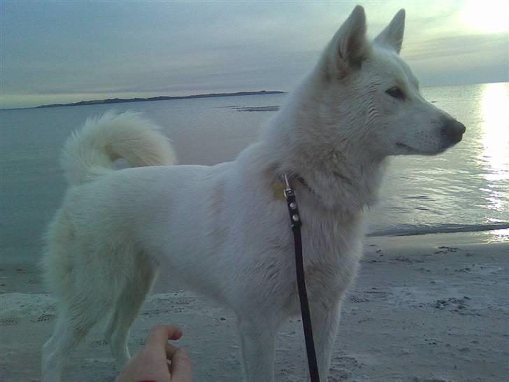 Blanding af racer Sika greenie billede 9