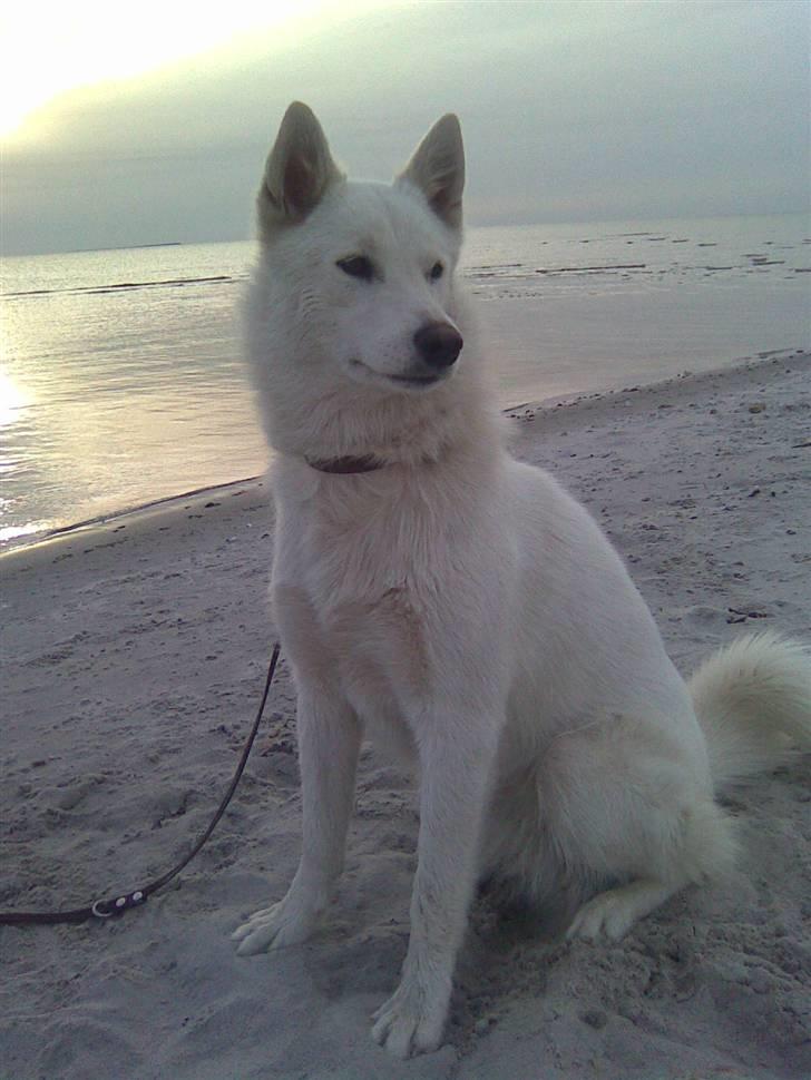 Blanding af racer Sika greenie billede 10