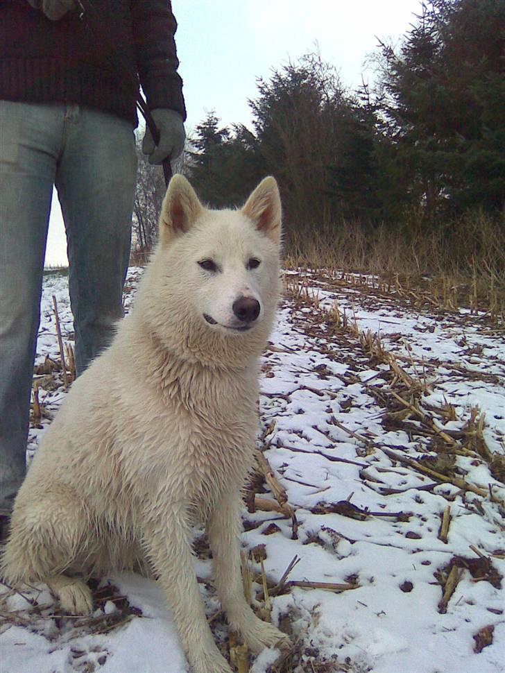 Blanding af racer Sika greenie billede 11