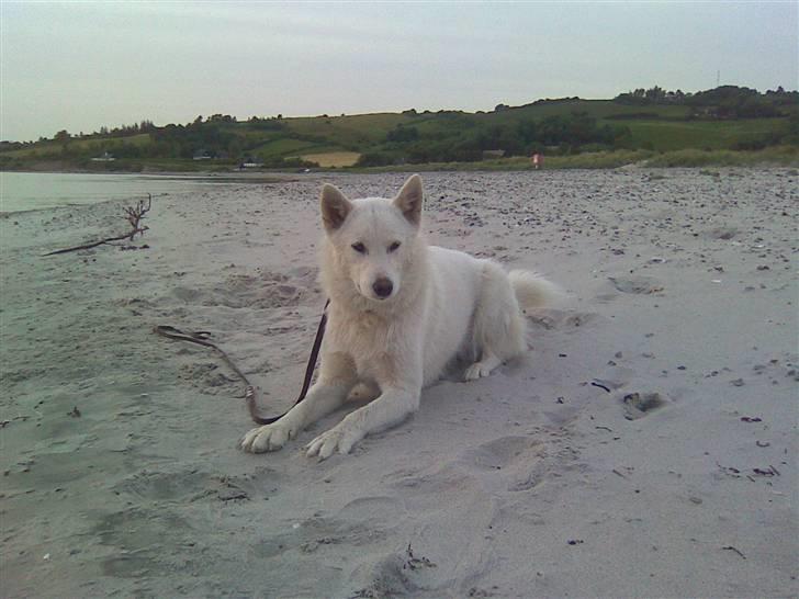 Blanding af racer Sika greenie - middagslur! billede 12